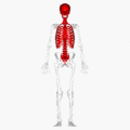 Axial skeleton - aniamation.gif