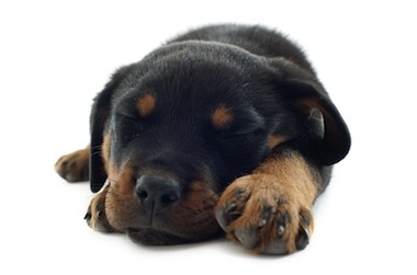 Volevo un cane nero! I test proiettivi per adulti e bambini