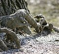 -- Roots -2.jpg