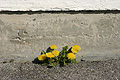 - Taraxacum officinale - 01.jpg