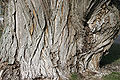 - Willow's Bark 01 -.jpg