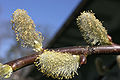 - Willow catkins -.jpg