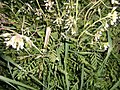 000000 Weißblühende Blumen unbekannt.JPG