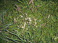 000009 Weißblühende Blumen unbekannt.JPG