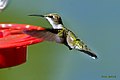 "Humming-Bird" shot in overland park kansas on 2012.jpg