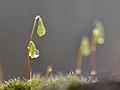 "Like tiny red and green snowdrops" (50952870648).jpg