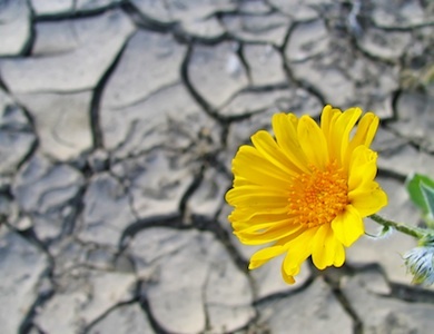 Resilienza: trasformare un fallimento in opportunità Resilienza: trasformare un fallimento in opportunità