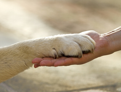 Pet therapy, un valido aiuto per i bambini autistici Pet therapy, un valido aiuto per i bambini autistici