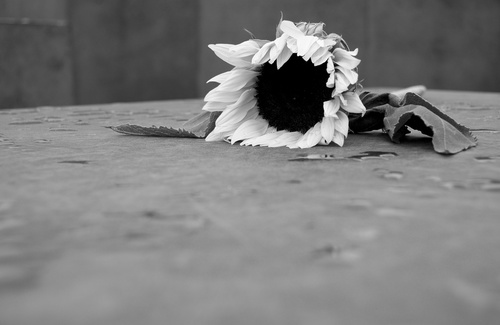 Le parole e i sintomi della depressione Le parole e i sintomi della depressione