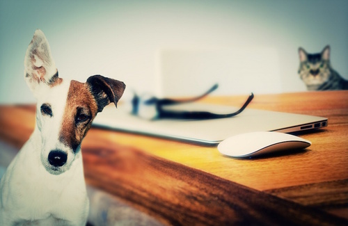 Psicologia e animali domestici Psicologia e animali domestici