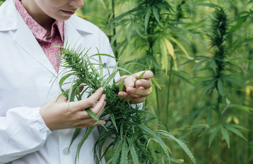 Depressione e Cannabis Depressione e Cannabis