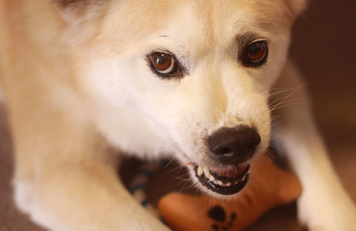 Cinofobia: se un cane non è più soltanto un cane Cinofobia: se un cane non è più soltanto un cane