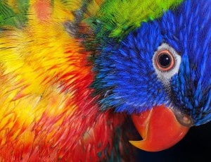 Gli effetti dei colori Gli effetti dei colori