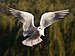 Black-headed Gull - St James 27s Park 2C London - Nov 2006 edit2.jpg