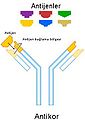 Antibody-tr.jpg