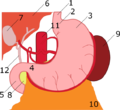 Anatomy of stomach numbered.png