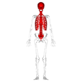 Axial skeleton - anterior view.png