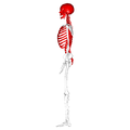 Axial skeleton - lateral view.png