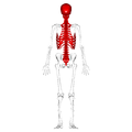 Axial skeleton - posterior view.png