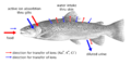 Bachforelle osmoregulatoin bw en.png