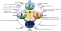 Biological clock human.PNG