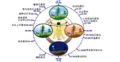 Biological clock human zh-CN.PNG