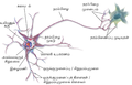 Blausen 0657 MultipolarNeuron-ta.png